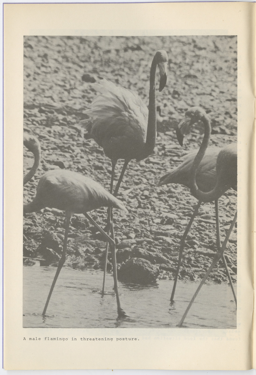 Documentatie Serie Stinapa - No. 3 - Flamingos on Bonaire and in Venezuela - New Page
