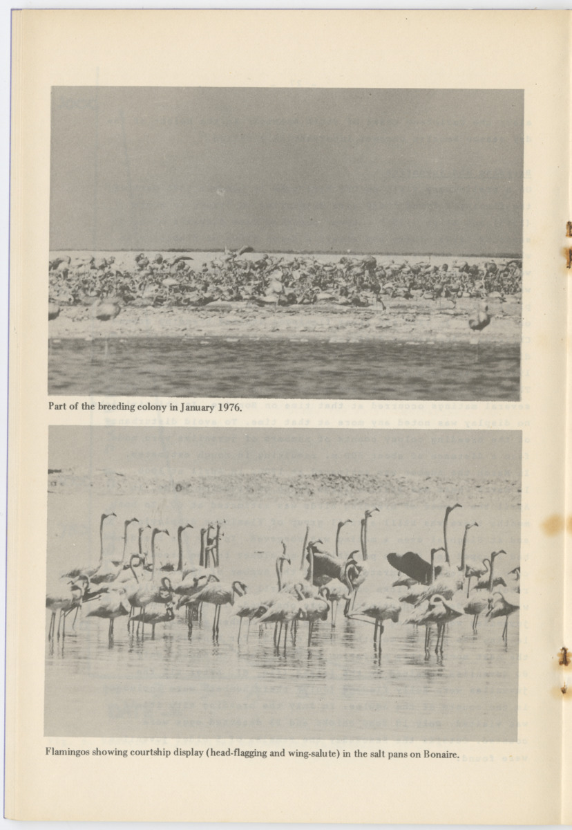 Documentatie Serie Stinapa - No. 3 - Flamingos on Bonaire and in Venezuela - New Page