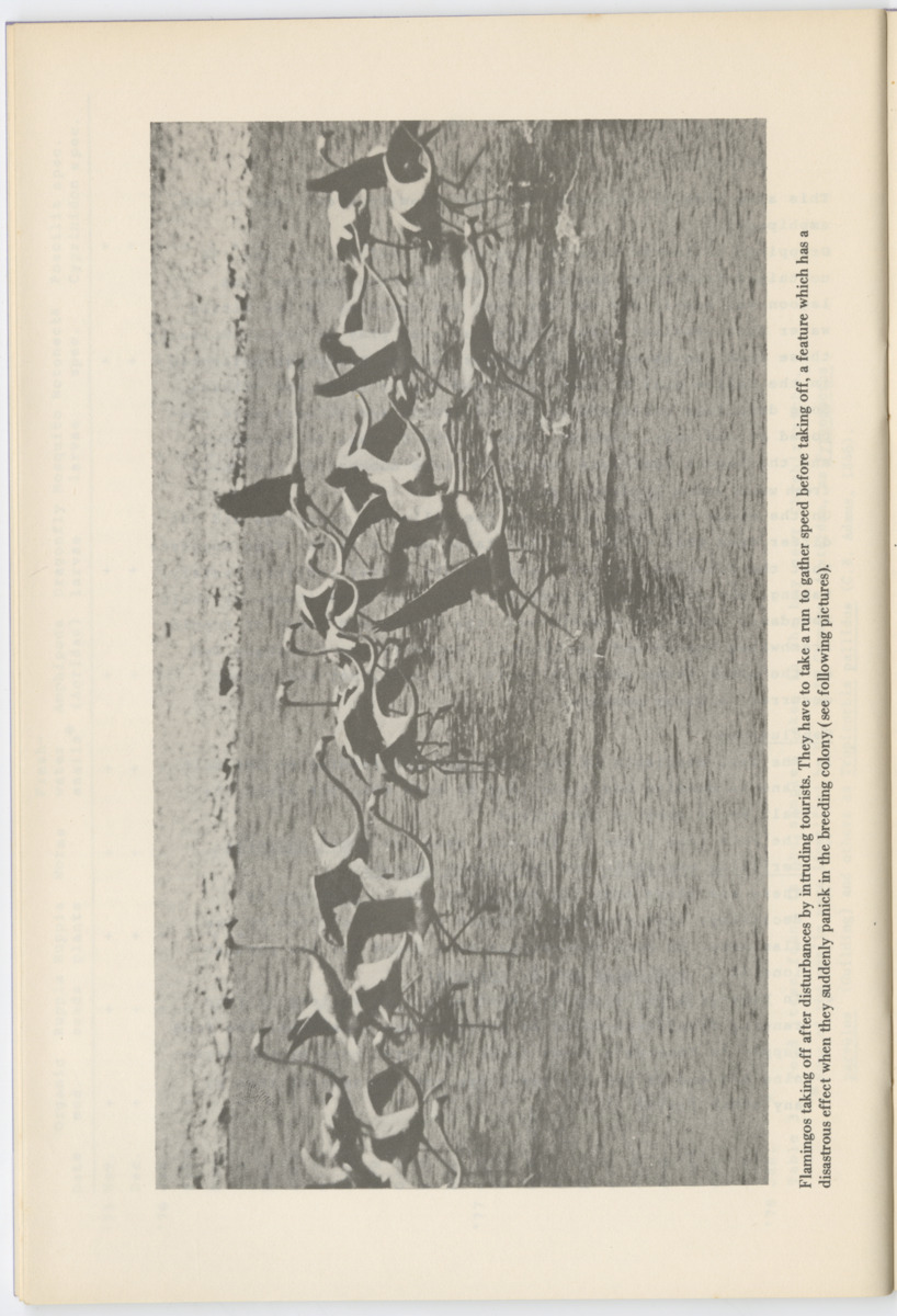 Documentatie Serie Stinapa - No. 3 - Flamingos on Bonaire and in Venezuela - New Page