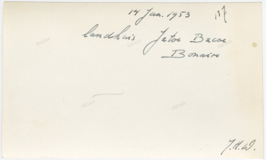 Pictures of Bonaire 1952-1955 - New Page