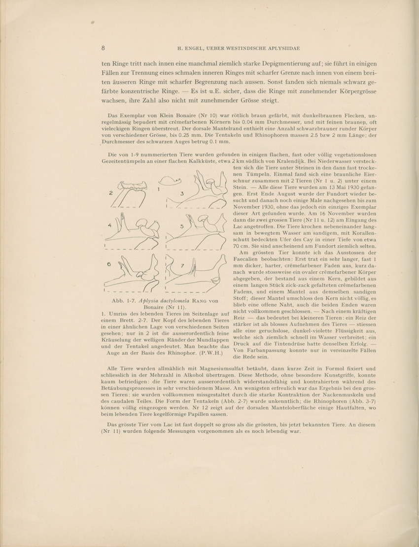 Ueber Westindische Aplysiidae und verwandten anderer gebiete - Capita Zoologica Vol VIII, part 1 (Zoologische Ergebnisse einer Reise nach Bonaire, Curacao und Aruba, nr 23) - New Page