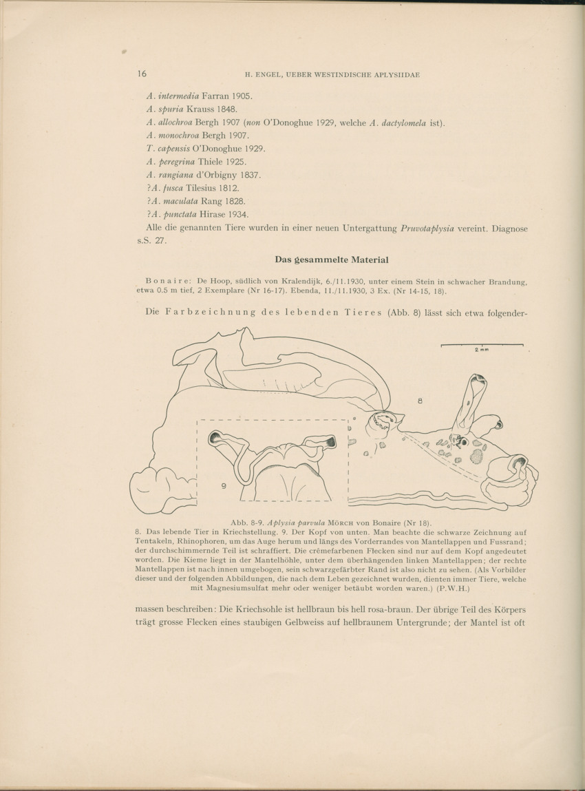 Ueber Westindische Aplysiidae und verwandten anderer gebiete - Capita Zoologica Vol VIII, part 1 (Zoologische Ergebnisse einer Reise nach Bonaire, Curacao und Aruba, nr 23) - New Page