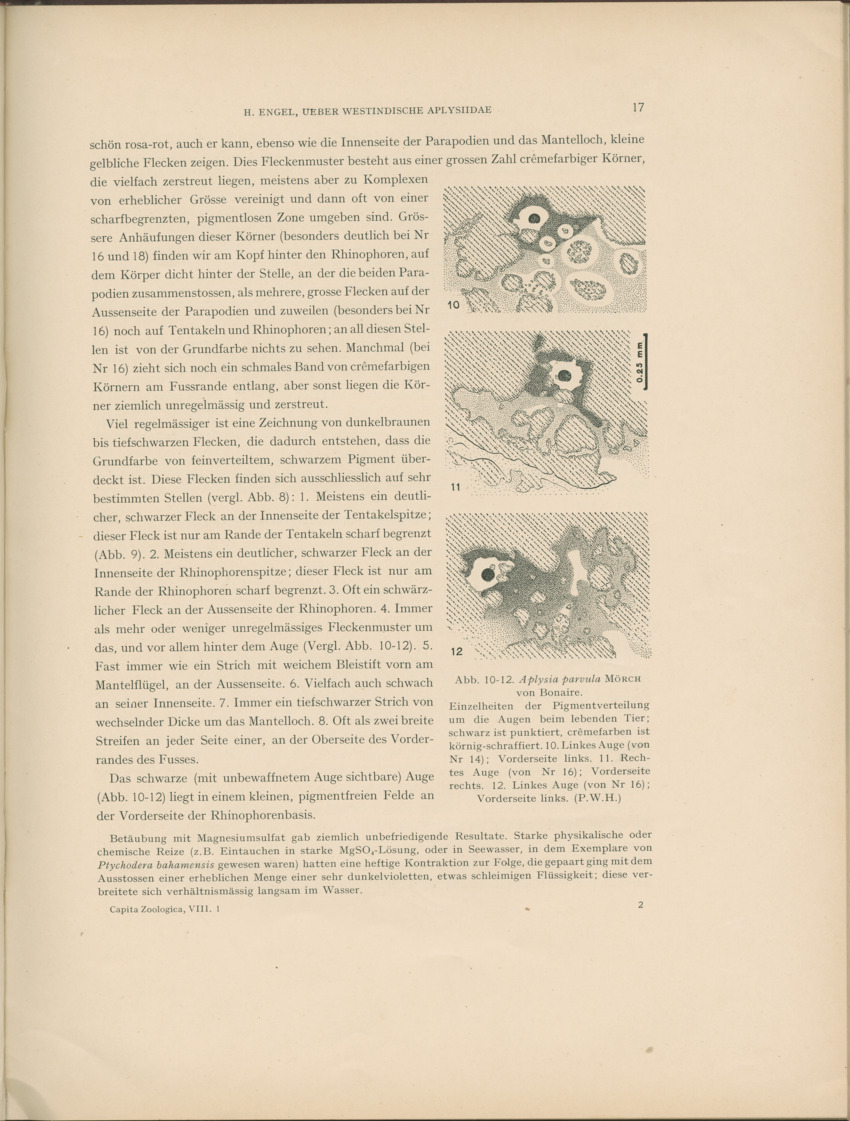 Ueber Westindische Aplysiidae und verwandten anderer gebiete - Capita Zoologica Vol VIII, part 1 (Zoologische Ergebnisse einer Reise nach Bonaire, Curacao und Aruba, nr 23) - New Page