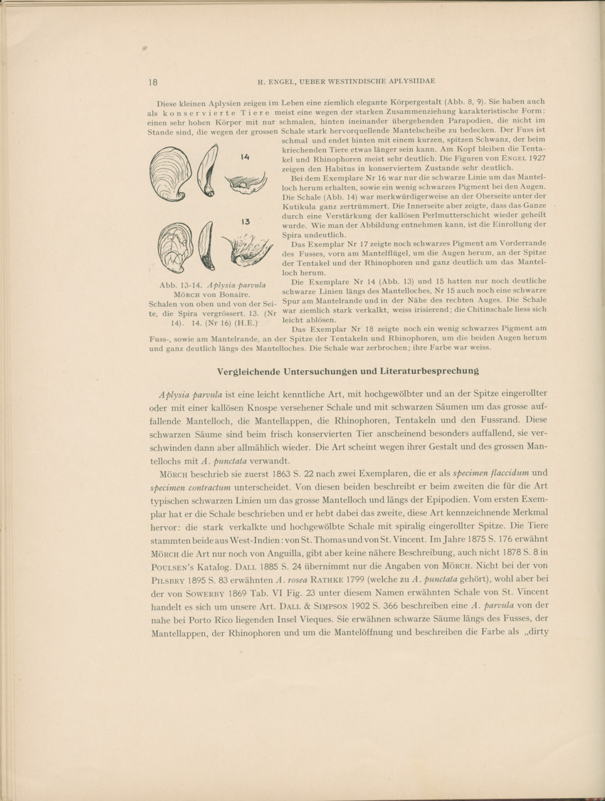 Ueber Westindische Aplysiidae und verwandten anderer gebiete - Capita Zoologica Vol VIII, part 1 (Zoologische Ergebnisse einer Reise nach Bonaire, Curacao und Aruba, nr 23) - New Page