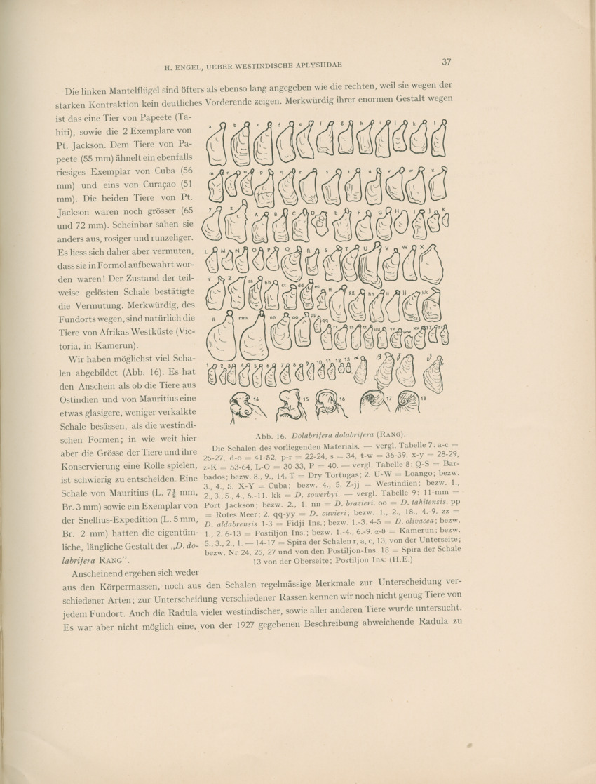Ueber Westindische Aplysiidae und verwandten anderer gebiete - Capita Zoologica Vol VIII, part 1 (Zoologische Ergebnisse einer Reise nach Bonaire, Curacao und Aruba, nr 23) - New Page