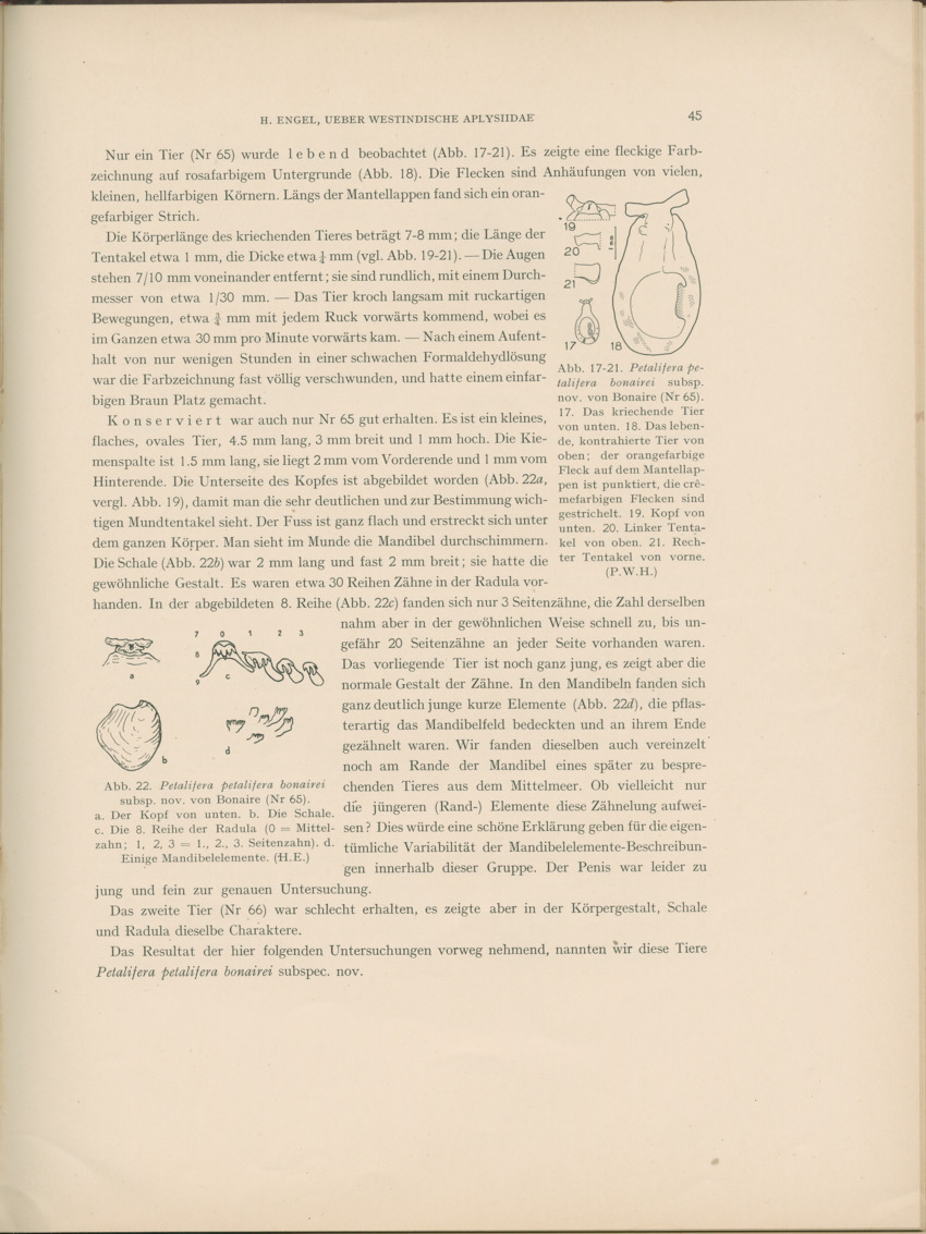 Ueber Westindische Aplysiidae und verwandten anderer gebiete - Capita Zoologica Vol VIII, part 1 (Zoologische Ergebnisse einer Reise nach Bonaire, Curacao und Aruba, nr 23) - New Page