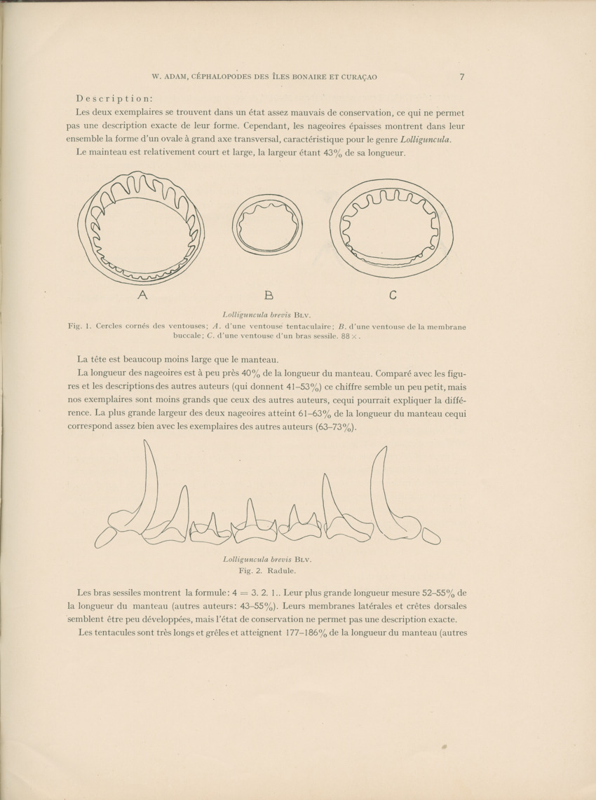 Cephalopodes des iles Bonaire et Curacao (avec un revision du genre Sepiotheutis de la cote Americaine) - Capita Zoologica Vol VIII, part 3 (Zoologische Ergebnisse einer Reise nach Bonaire, Curacao und Aruba, nr 24) - New Page