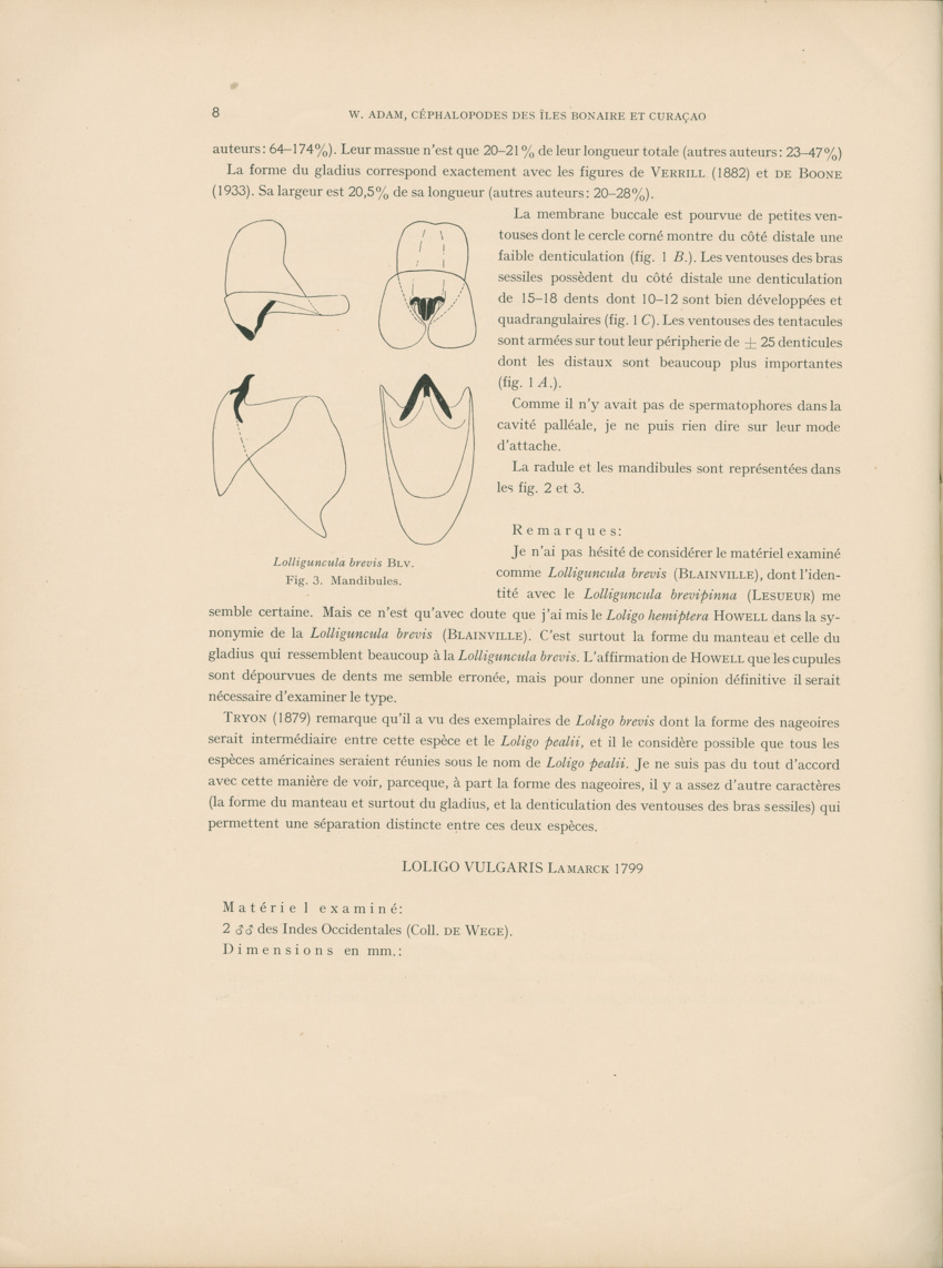 Cephalopodes des iles Bonaire et Curacao (avec un revision du genre Sepiotheutis de la cote Americaine) - Capita Zoologica Vol VIII, part 3 (Zoologische Ergebnisse einer Reise nach Bonaire, Curacao und Aruba, nr 24) - New Page