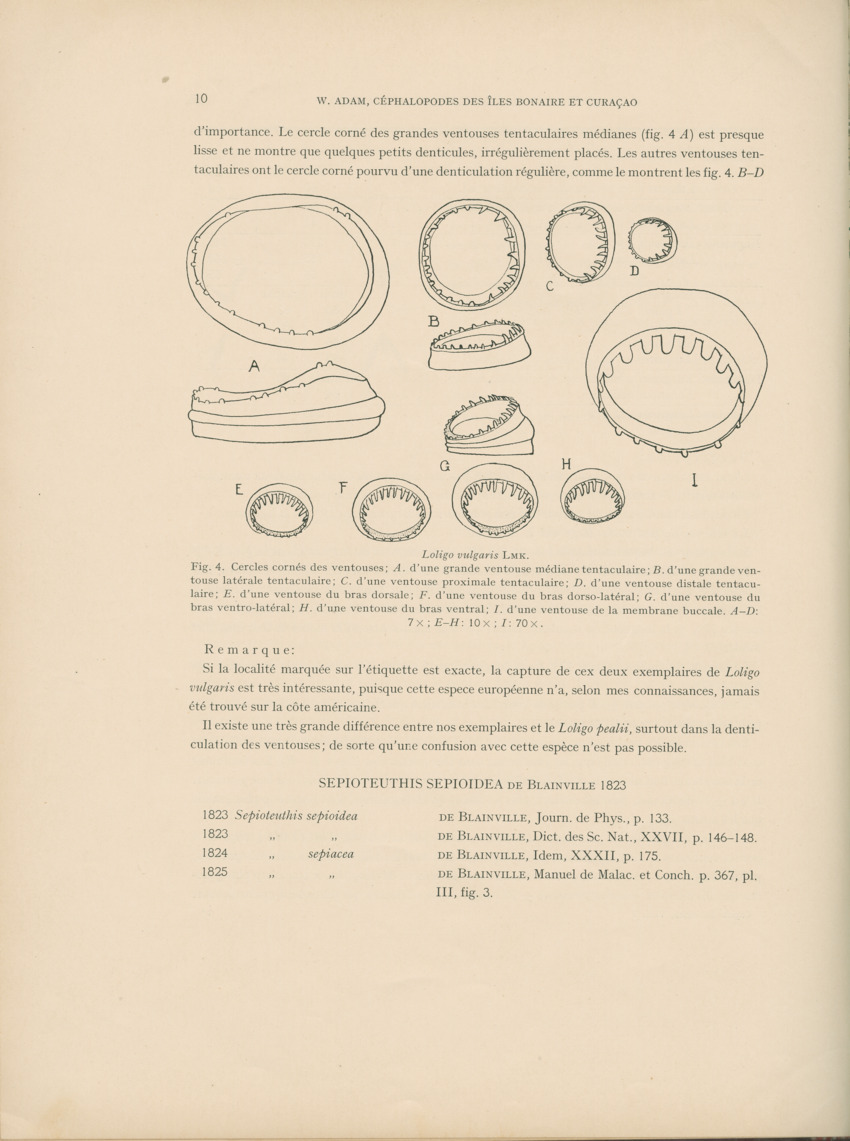 Cephalopodes des iles Bonaire et Curacao (avec un revision du genre Sepiotheutis de la cote Americaine) - Capita Zoologica Vol VIII, part 3 (Zoologische Ergebnisse einer Reise nach Bonaire, Curacao und Aruba, nr 24) - New Page