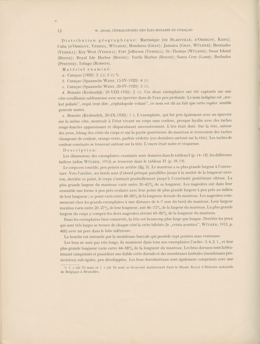 Cephalopodes des iles Bonaire et Curacao (avec un revision du genre Sepiotheutis de la cote Americaine) - Capita Zoologica Vol VIII, part 3 (Zoologische Ergebnisse einer Reise nach Bonaire, Curacao und Aruba, nr 24) - New Page