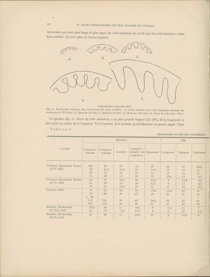 Cephalopodes des iles Bonaire et Curacao (avec un revision du genre Sepiotheutis de la cote Americaine) - Capita Zoologica Vol VIII, part 3 (Zoologische Ergebnisse einer Reise nach Bonaire, Curacao und Aruba, nr 24) - New Page