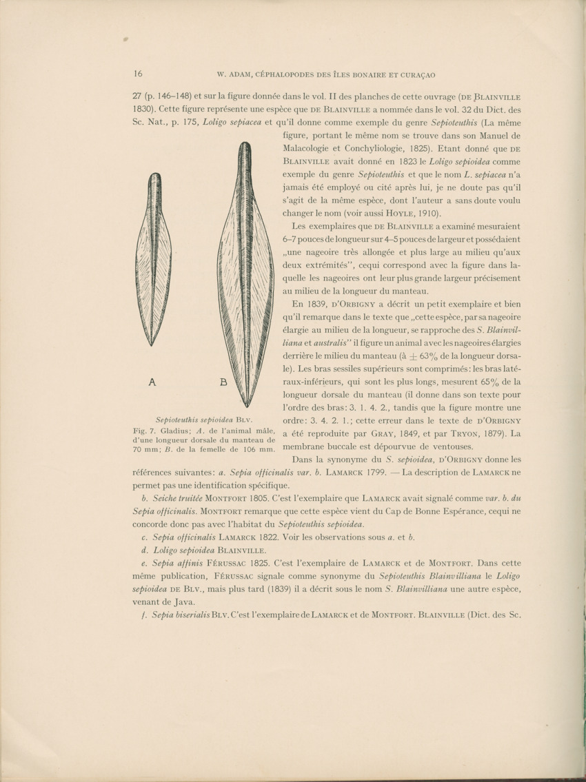 Cephalopodes des iles Bonaire et Curacao (avec un revision du genre Sepiotheutis de la cote Americaine) - Capita Zoologica Vol VIII, part 3 (Zoologische Ergebnisse einer Reise nach Bonaire, Curacao und Aruba, nr 24) - New Page