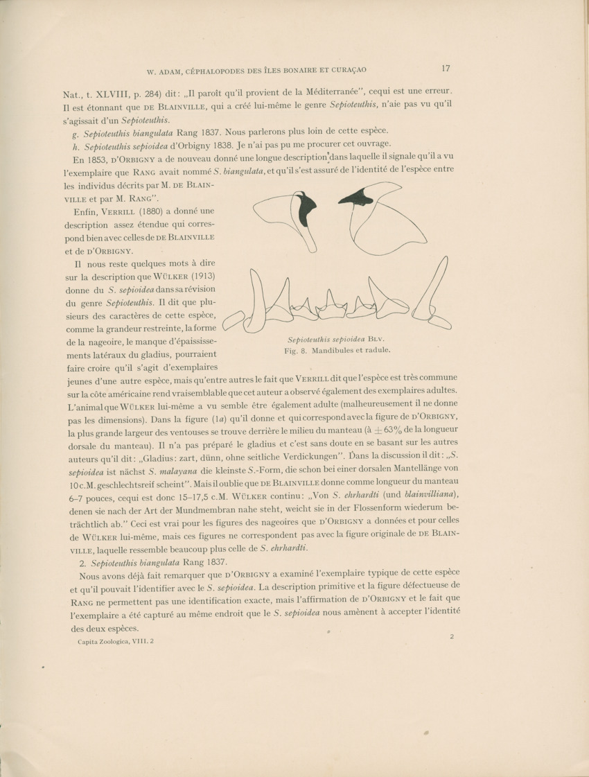 Cephalopodes des iles Bonaire et Curacao (avec un revision du genre Sepiotheutis de la cote Americaine) - Capita Zoologica Vol VIII, part 3 (Zoologische Ergebnisse einer Reise nach Bonaire, Curacao und Aruba, nr 24) - New Page