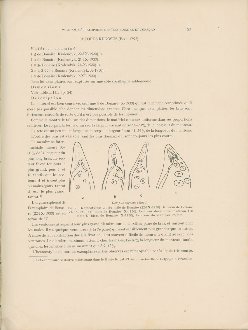 Cephalopodes des iles Bonaire et Curacao (avec un revision du genre Sepiotheutis de la cote Americaine) - Capita Zoologica Vol VIII, part 3 (Zoologische Ergebnisse einer Reise nach Bonaire, Curacao und Aruba, nr 24) - New Page