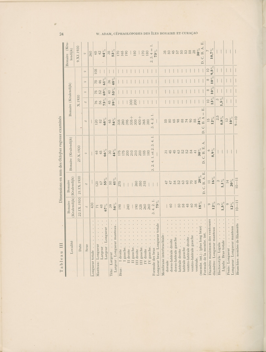 Cephalopodes des iles Bonaire et Curacao (avec un revision du genre Sepiotheutis de la cote Americaine) - Capita Zoologica Vol VIII, part 3 (Zoologische Ergebnisse einer Reise nach Bonaire, Curacao und Aruba, nr 24) - New Page