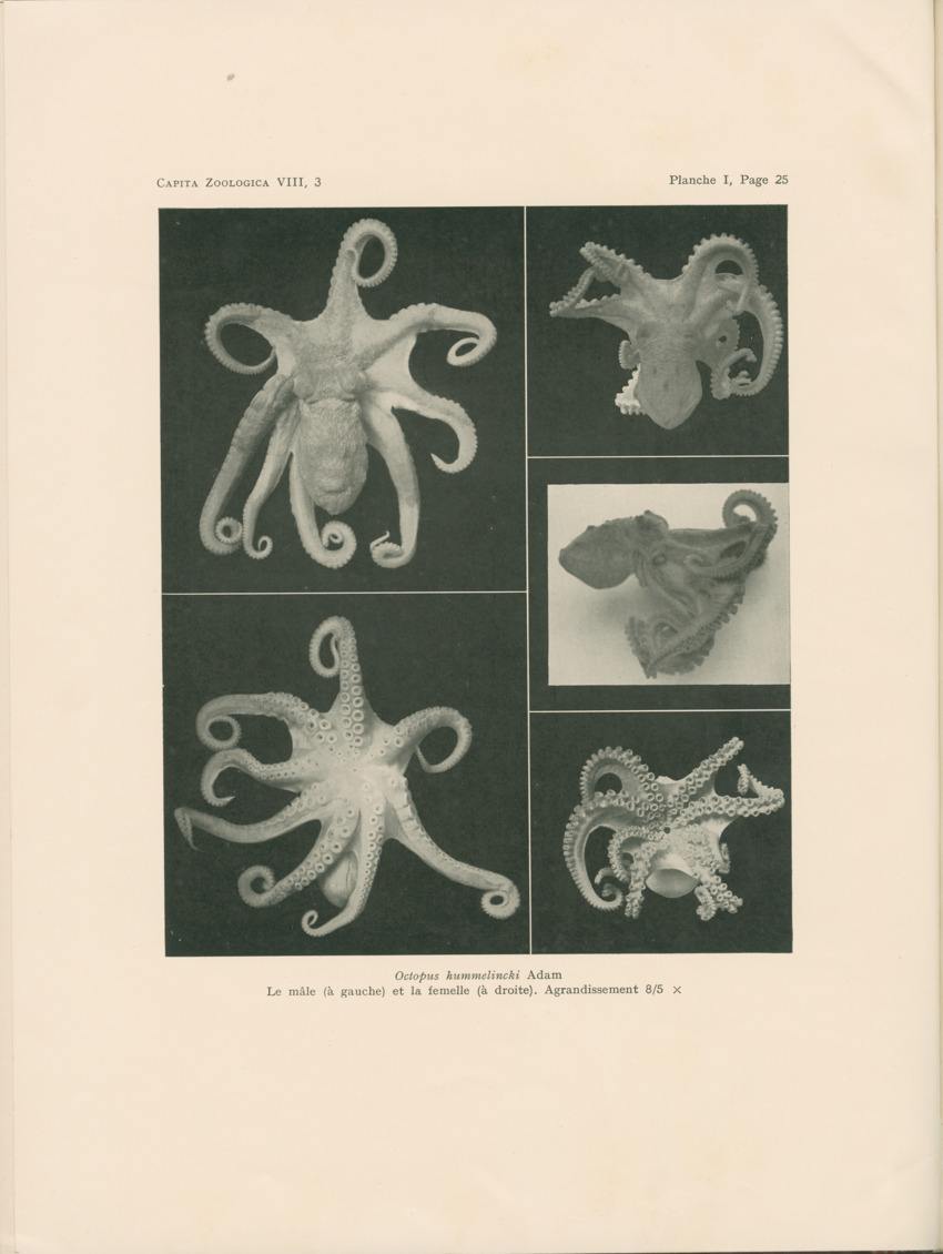 Cephalopodes des iles Bonaire et Curacao (avec un revision du genre Sepiotheutis de la cote Americaine) - Capita Zoologica Vol VIII, part 3 (Zoologische Ergebnisse einer Reise nach Bonaire, Curacao und Aruba, nr 24) - New Page