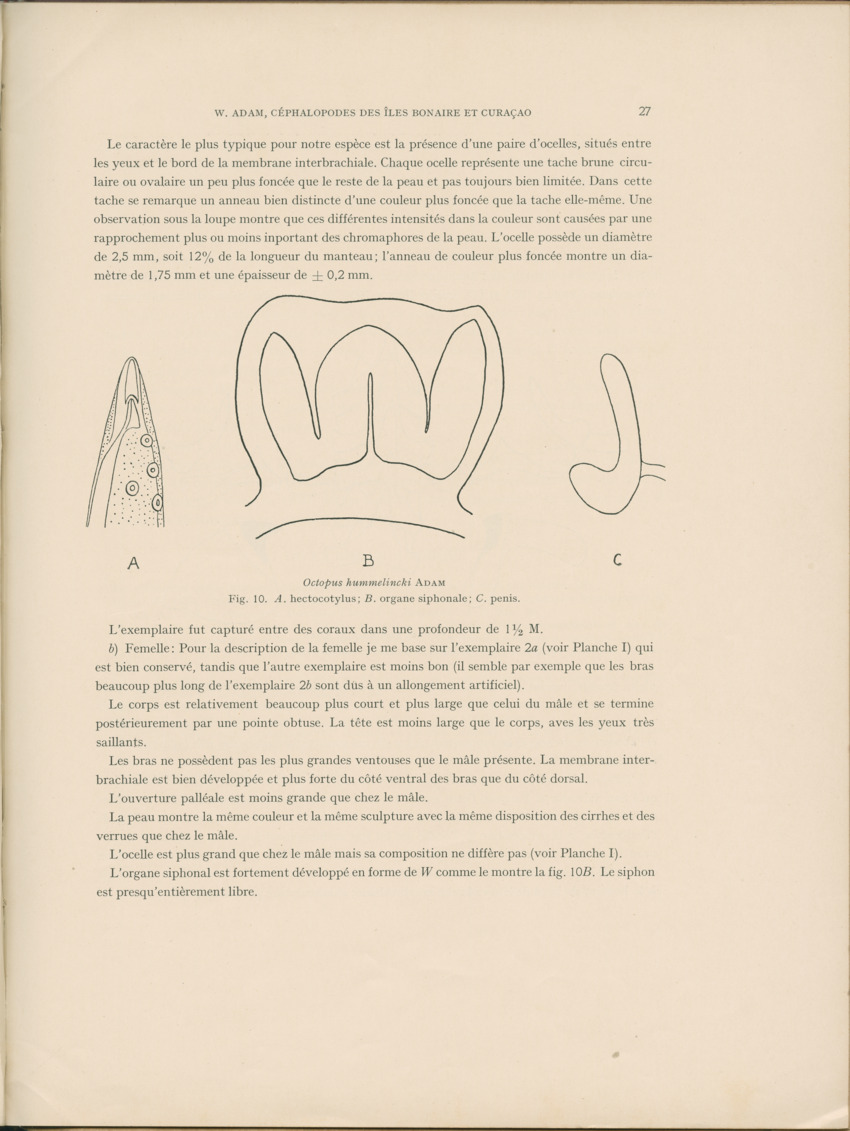 Cephalopodes des iles Bonaire et Curacao (avec un revision du genre Sepiotheutis de la cote Americaine) - Capita Zoologica Vol VIII, part 3 (Zoologische Ergebnisse einer Reise nach Bonaire, Curacao und Aruba, nr 24) - New Page