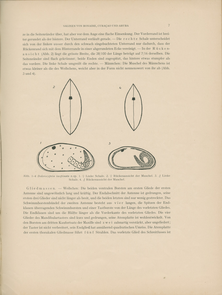 Ostracoden aus den marinen salinen von Bonaire, Curacao und Aruba - Capita Zoologica Vol VIII, part 4 (Zoologische Ergebnisse einer Reise nach Bonaire, Curacao und Aruba, nr 25) - New Page