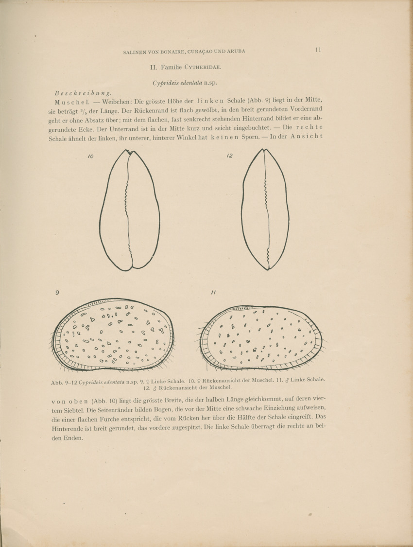 Ostracoden aus den marinen salinen von Bonaire, Curacao und Aruba - Capita Zoologica Vol VIII, part 4 (Zoologische Ergebnisse einer Reise nach Bonaire, Curacao und Aruba, nr 25) - New Page