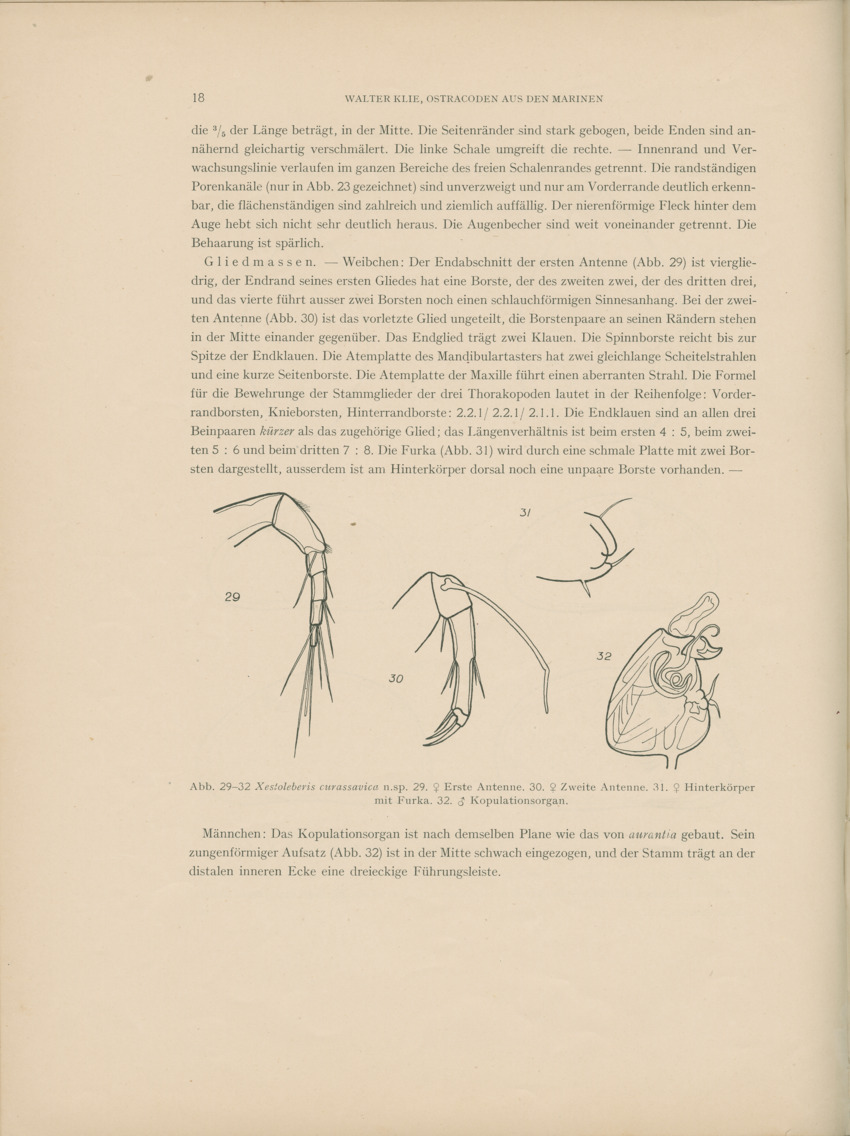 Ostracoden aus den marinen salinen von Bonaire, Curacao und Aruba - Capita Zoologica Vol VIII, part 4 (Zoologische Ergebnisse einer Reise nach Bonaire, Curacao und Aruba, nr 25) - New Page