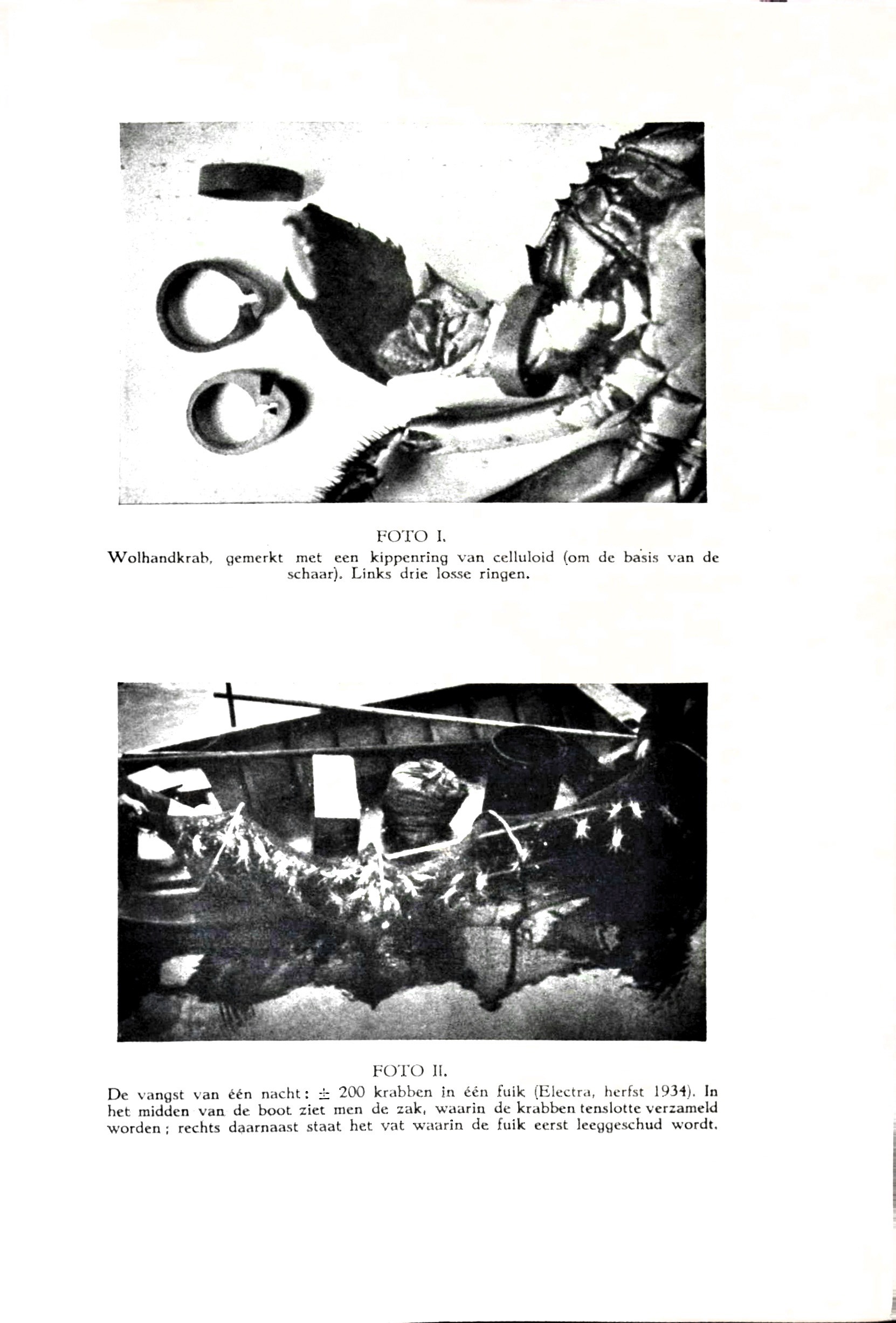 De Chineesche wolhandkrab in Nederland - image00059