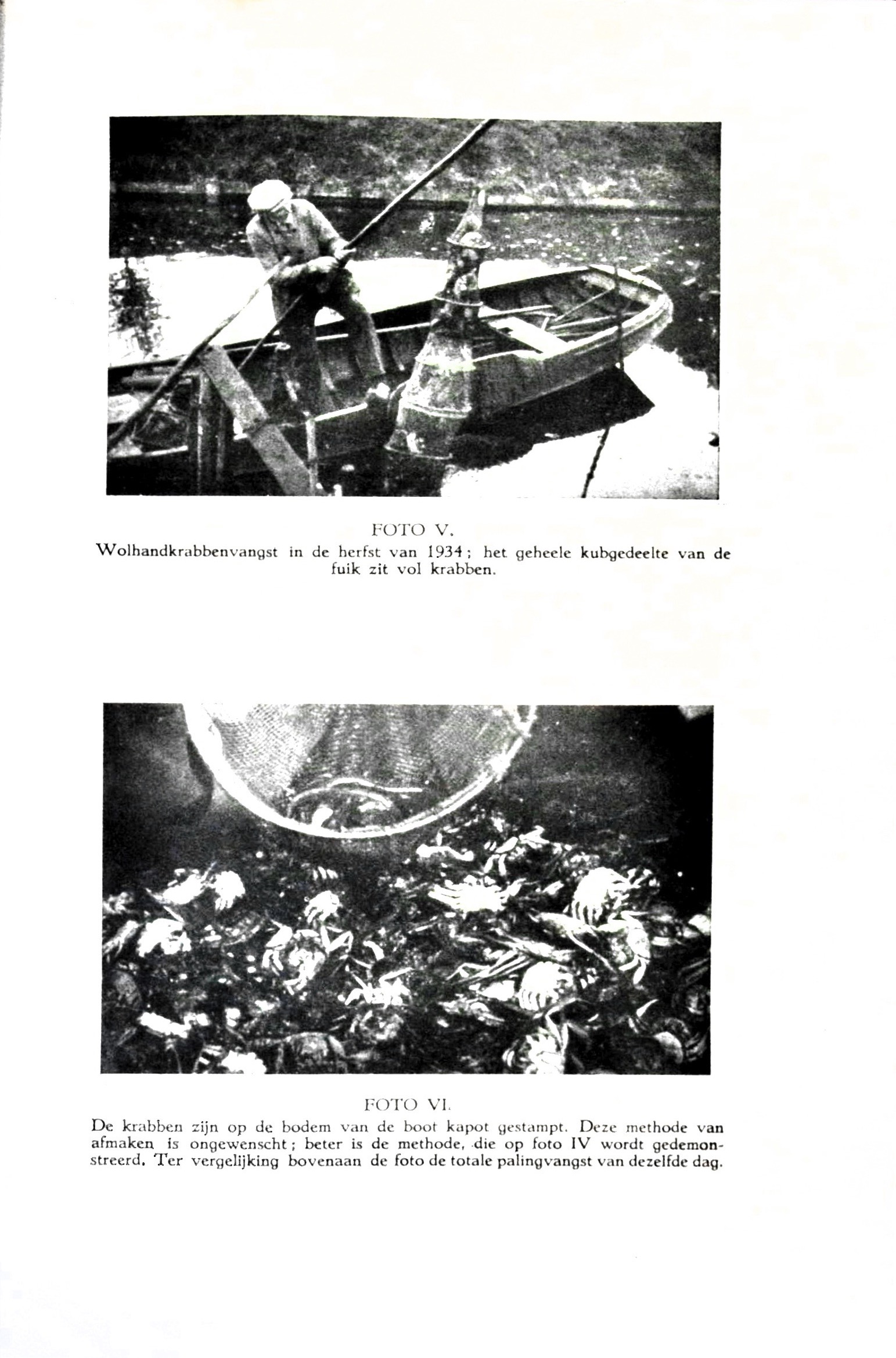De Chineesche wolhandkrab in Nederland - image00077
