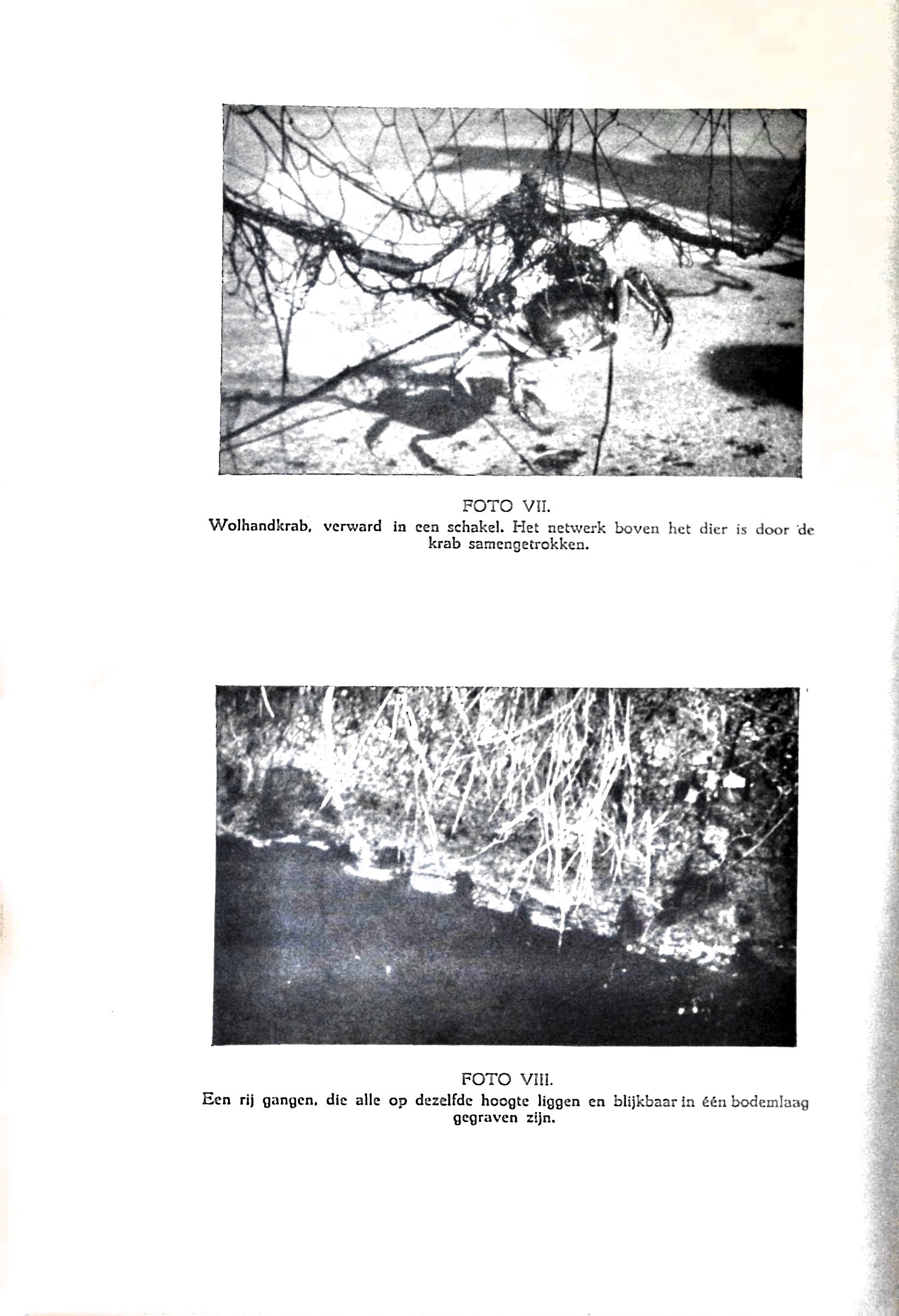 De Chineesche wolhandkrab in Nederland - image00078