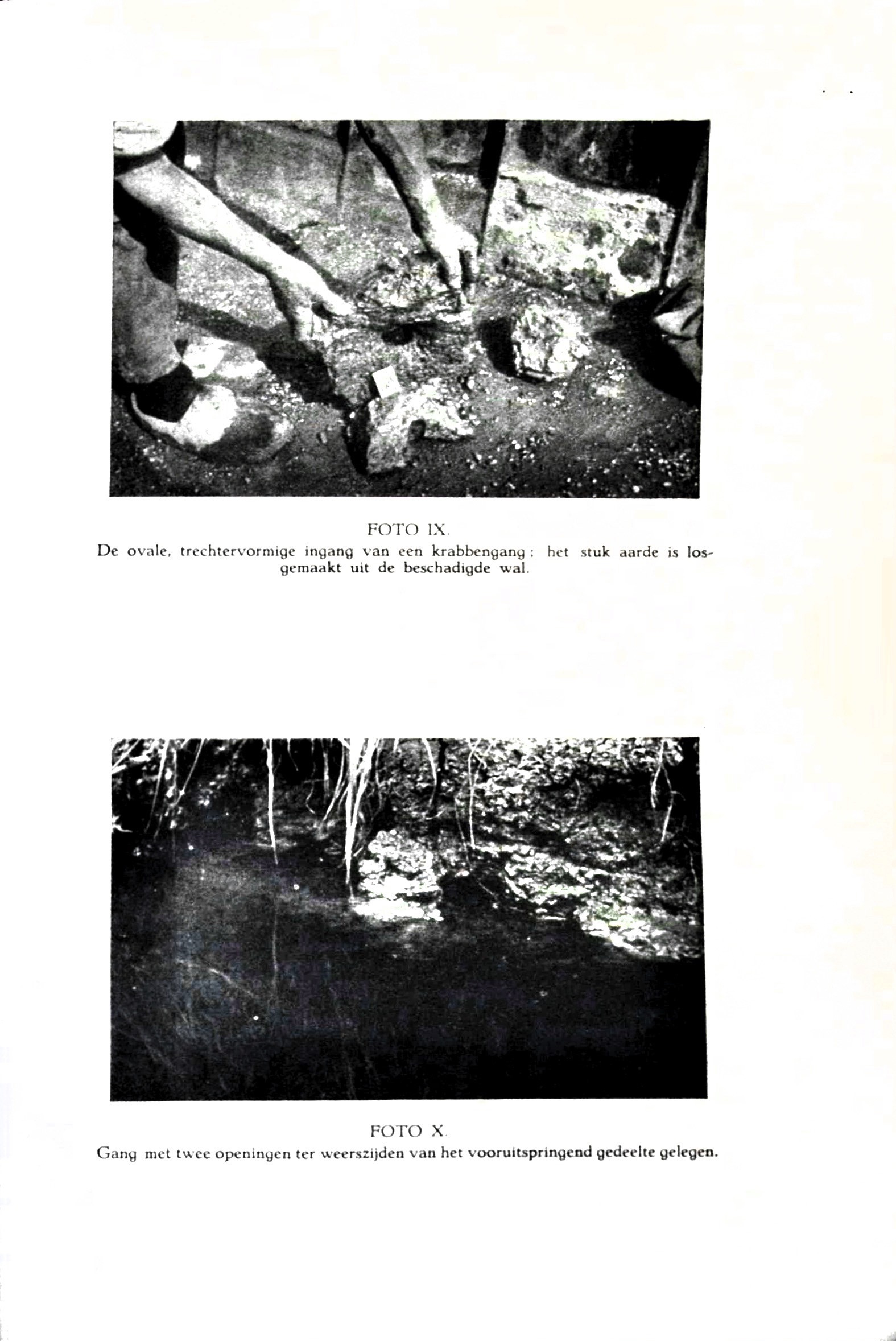 De Chineesche wolhandkrab in Nederland - image00095