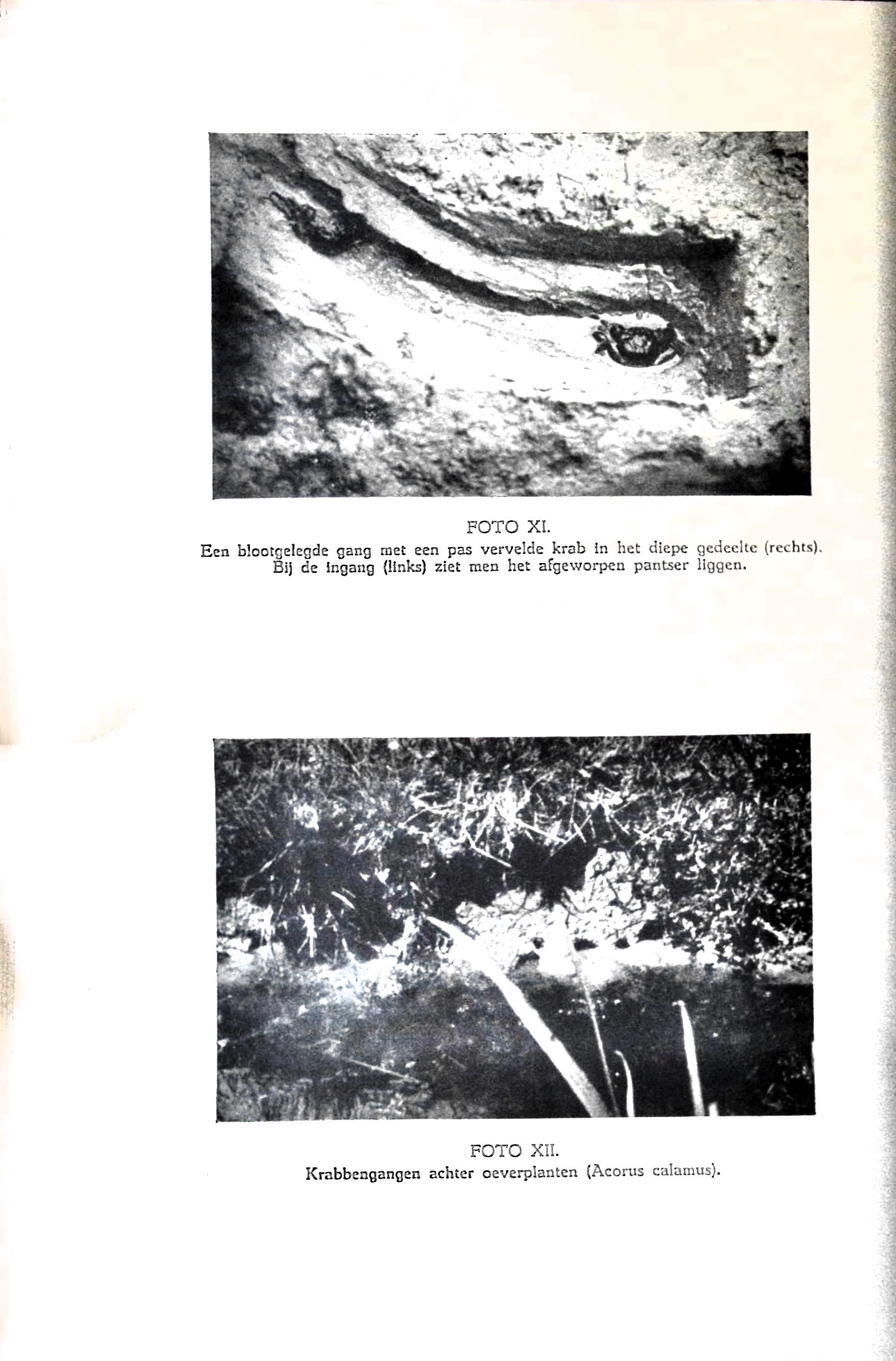 De Chineesche wolhandkrab in Nederland - image00096