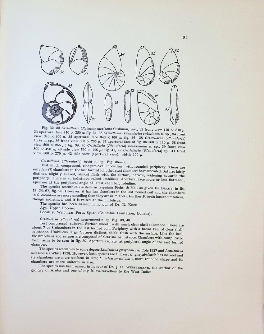 Geology and Paleontology of Bonaire (D.W.I.) - New Page