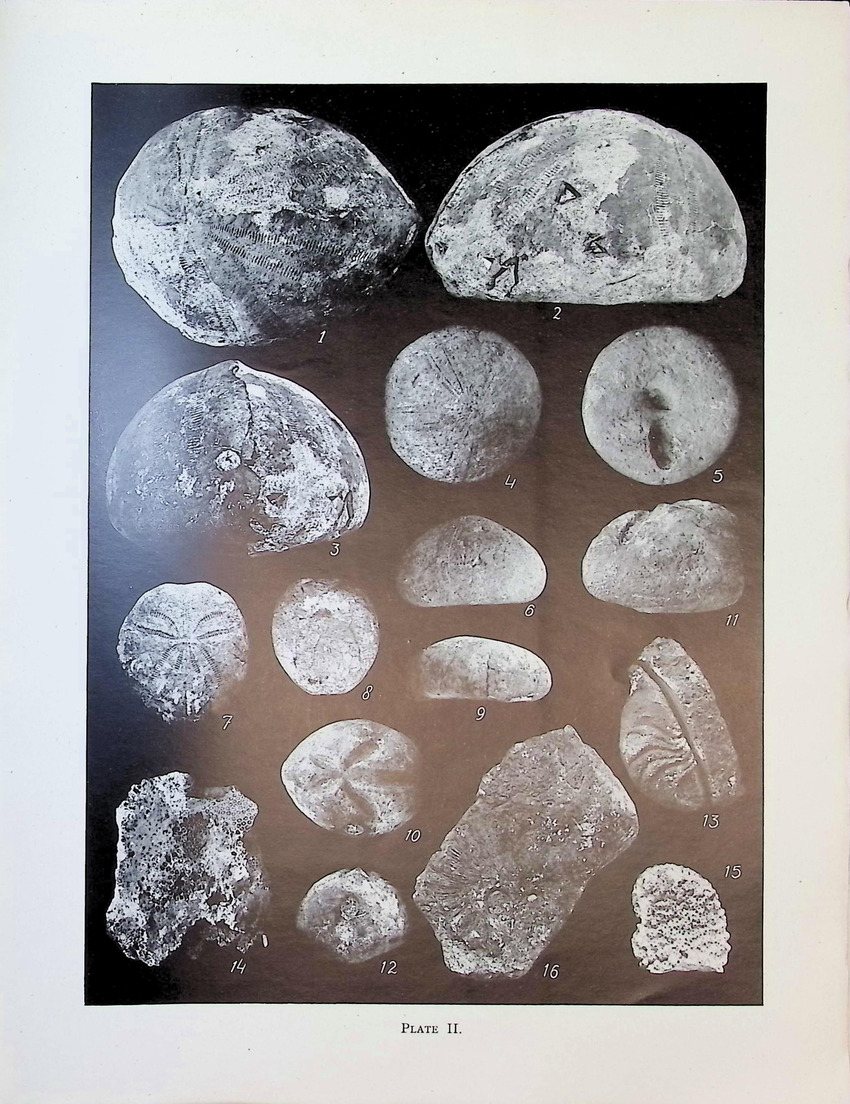 Geology and Paleontology of Bonaire (D.W.I.) - New Page